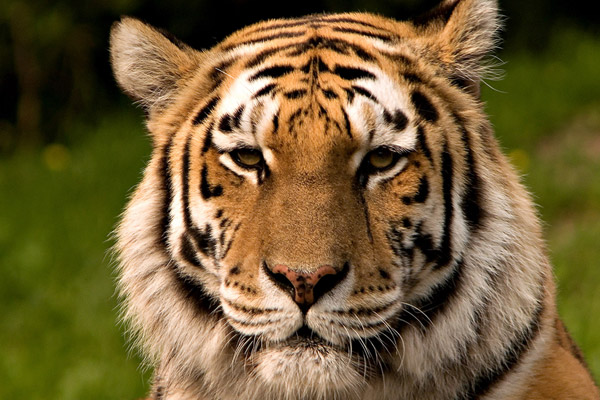 amur-tigers