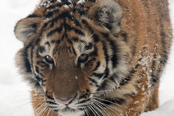 amur-tigers