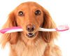 Чистим зубы собаке